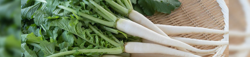 大根菜の育て方