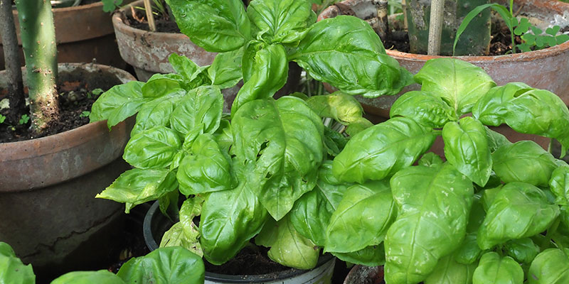 スイートバジルの育て方