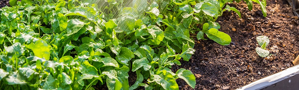 ロケット(ルッコラ)の育て方