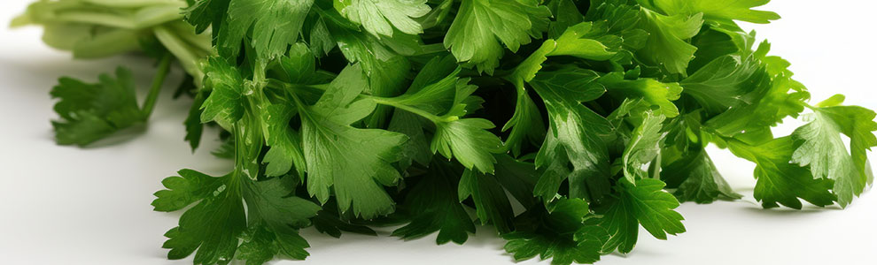 イタリアンパセリの育て方