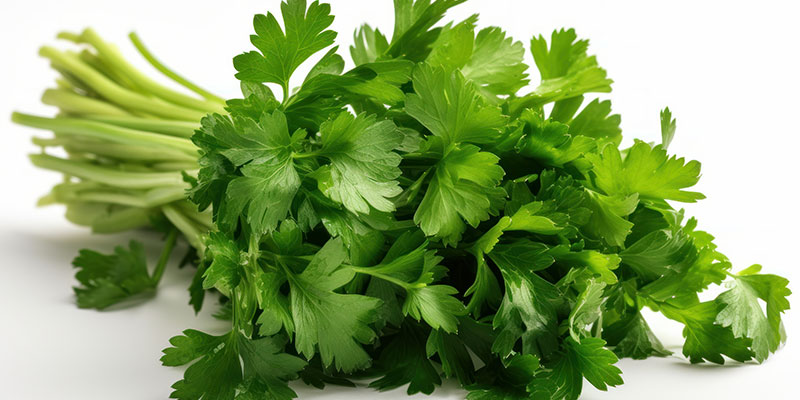 イタリアンパセリの育て方