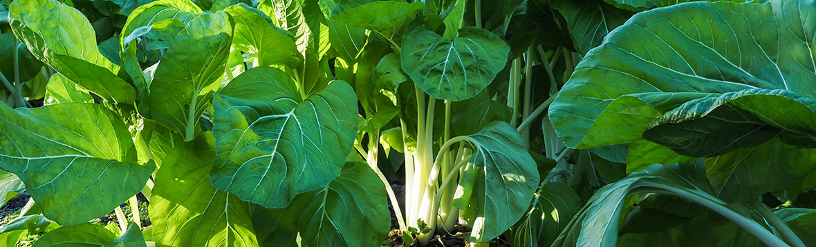 雪白体菜の作り方