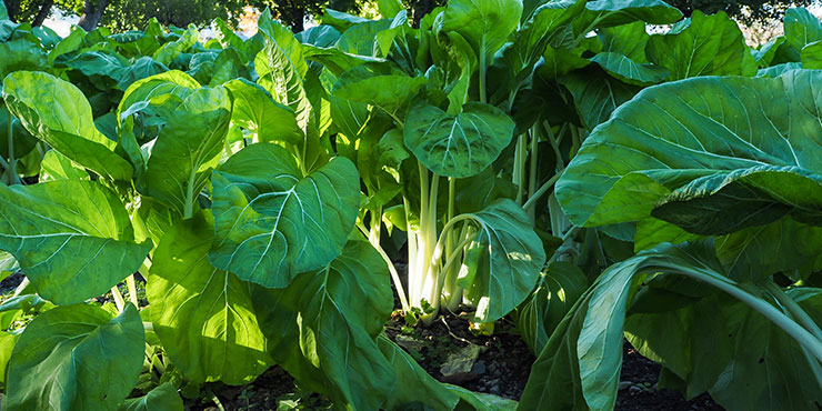 雪白体菜の作り方