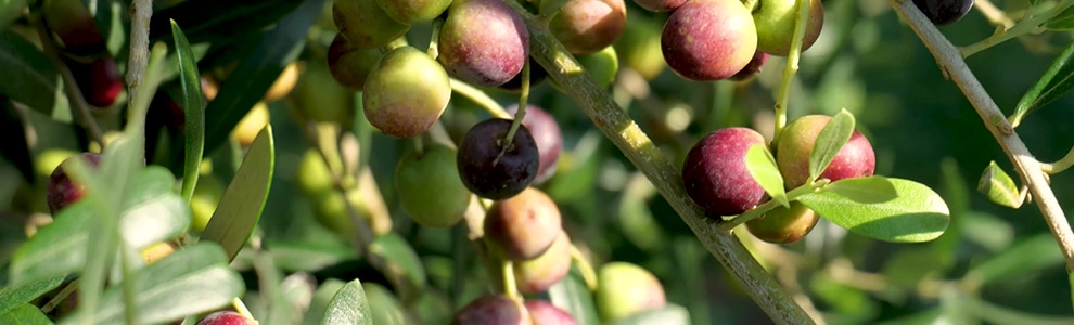 オリーブの育て方