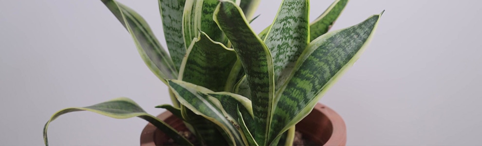 サンスベリアの育て方