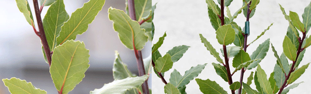 月桂樹（ローレル）の育て方