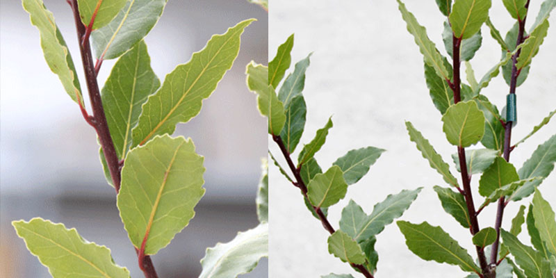 月桂樹（ローレル）の育て方