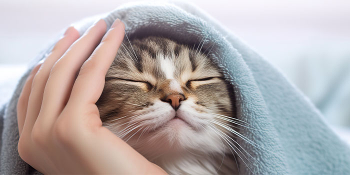 ネコちゃんの体を拭いてあげよう