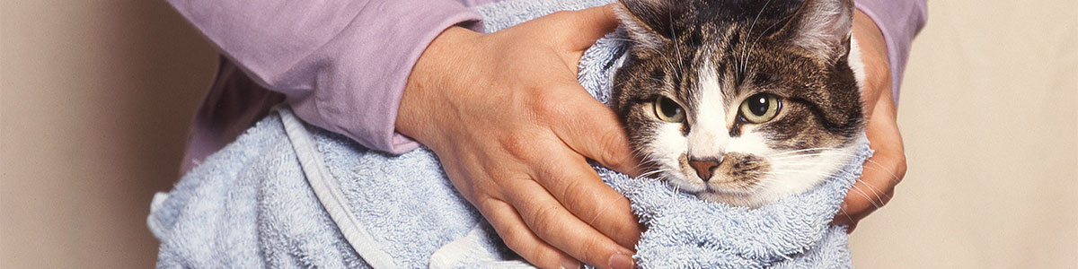 猫ちゃんの体を拭いてあげよう