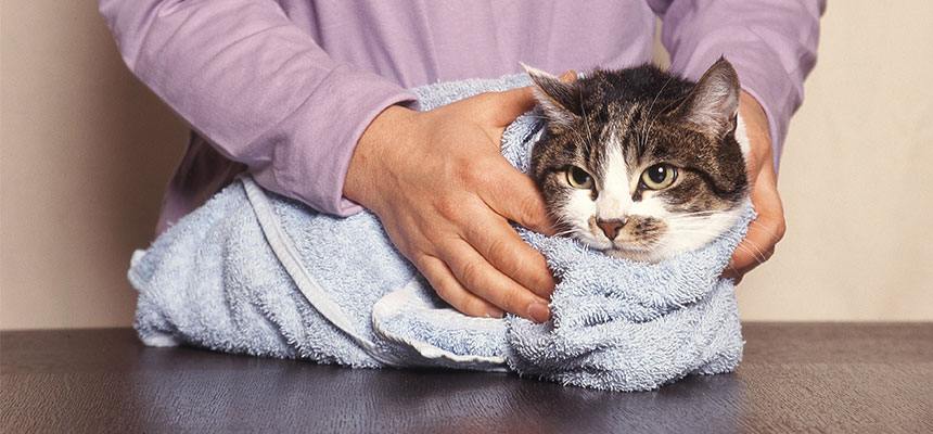 猫ちゃんの体を拭いてあげよう