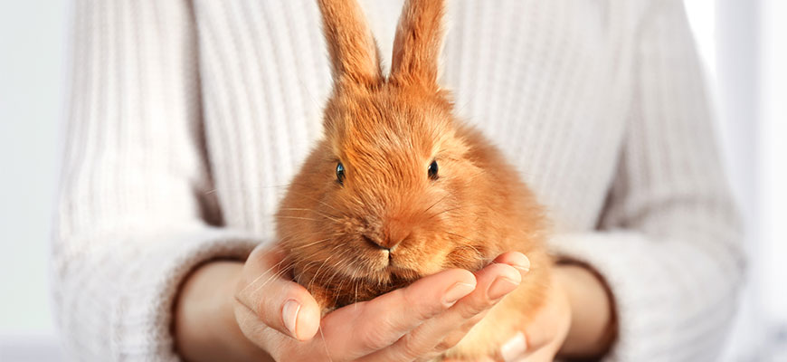 ウサギの飼い方