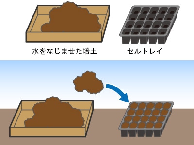 セルトレイに培土を入れる