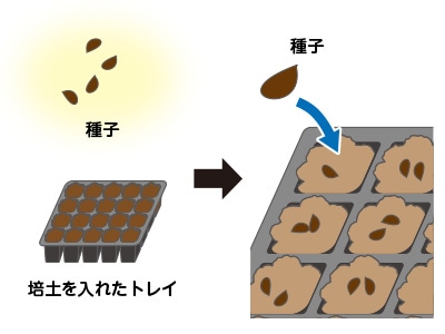 種をまく（播種）