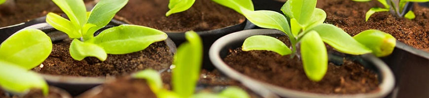 ポット用培土の使い方 ～植替え～