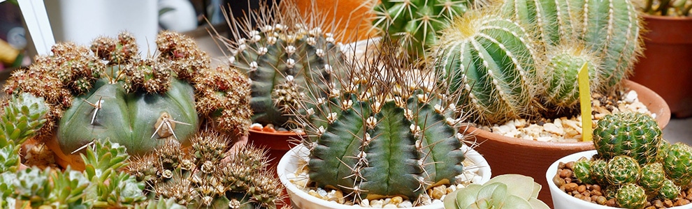 多肉植物の育て方