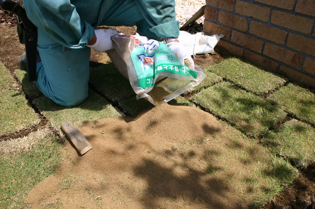 『芝の目土』をかぶせます