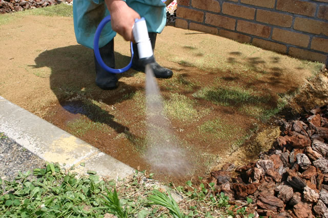 芝生の根まで水が行くようにたっぷりと水をまきます