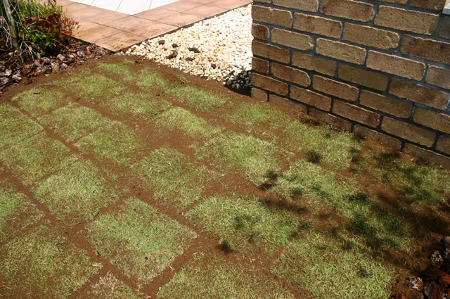 となりの芝とは1～2cm離して置く