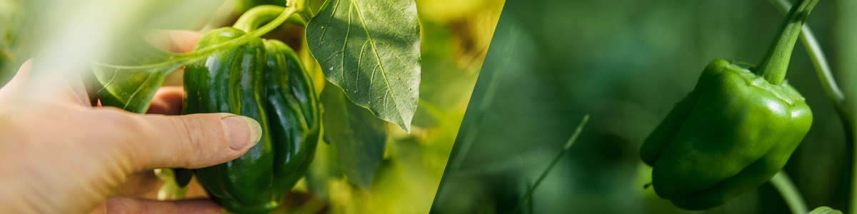 ピーマンの育て方