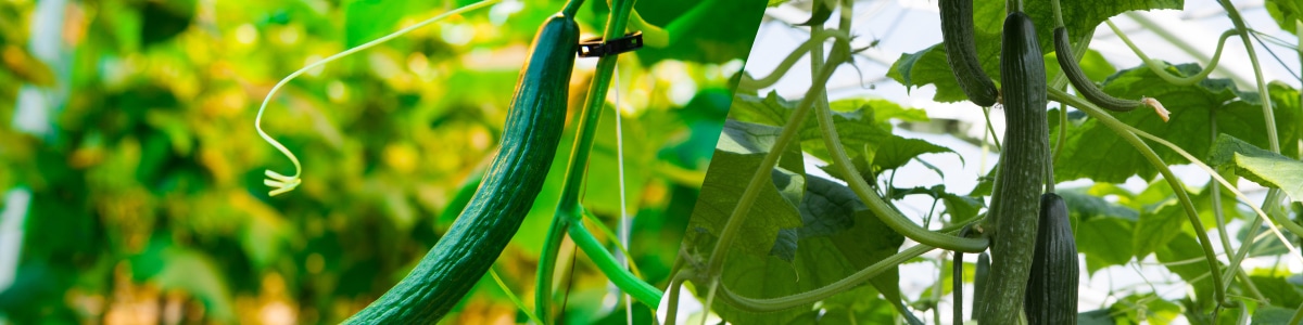 キュウリの育て方