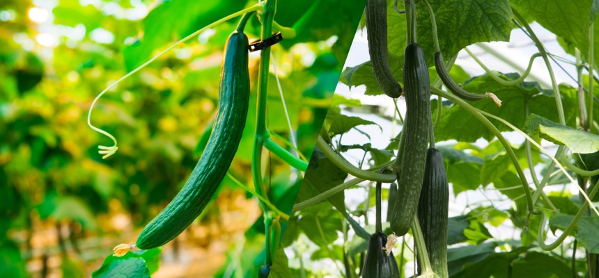 キュウリの育て方