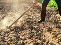 土づくり