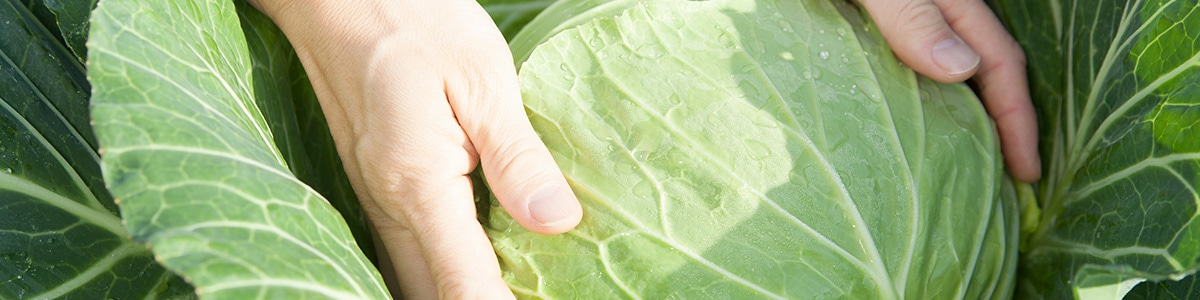 キャベツの育て方