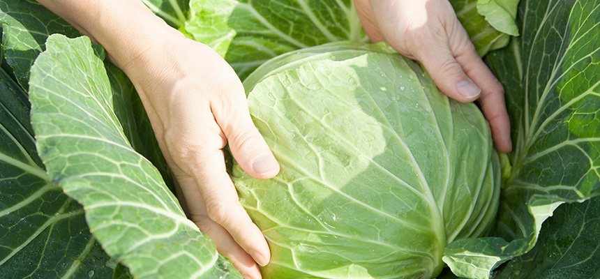 キャベツの育て方