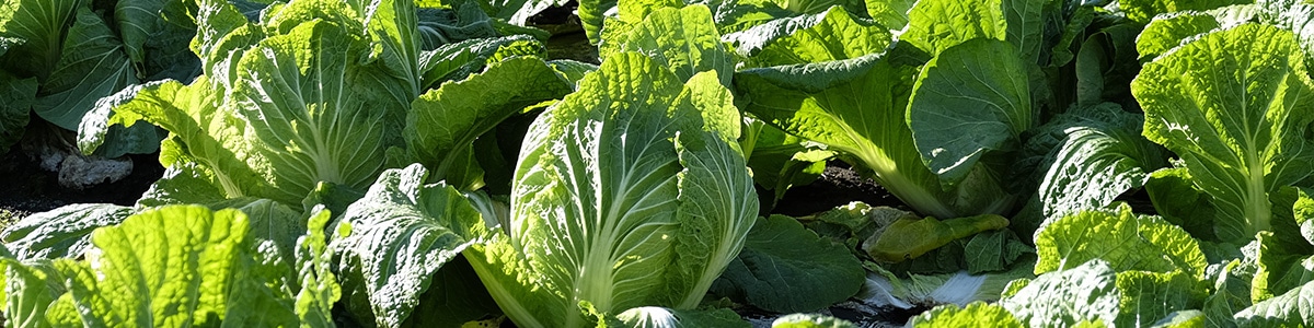 白菜の育て方