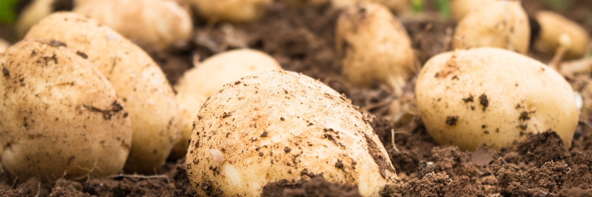 ジャガイモの収穫写真