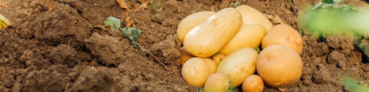 ジャガイモの育て方