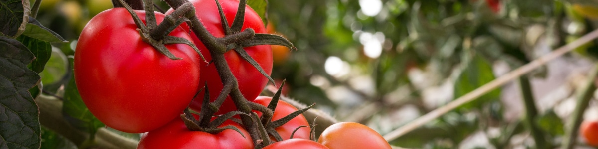 トマトの育て方