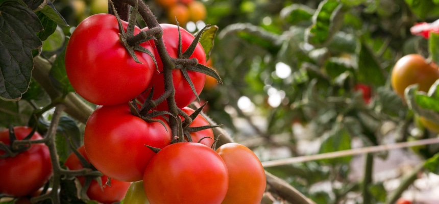 トマトの育て方