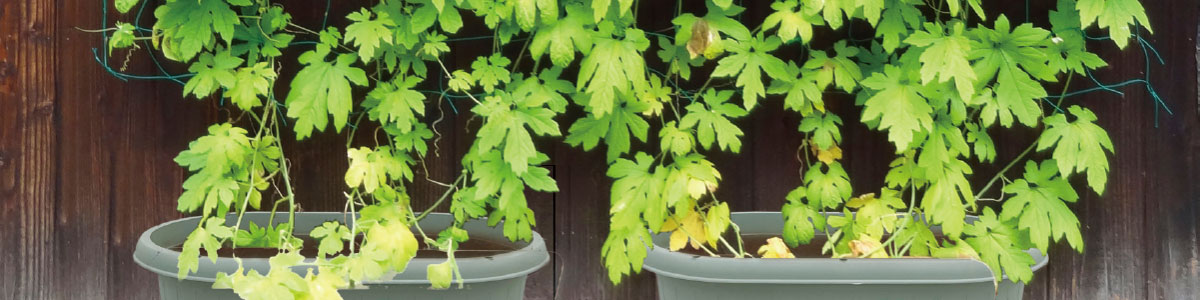 グリーンカーテンの作り方