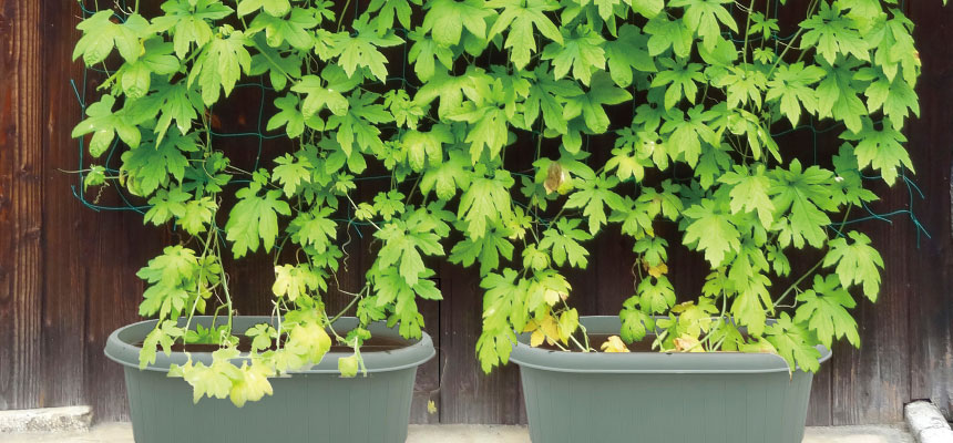 グリーンカーテンの作り方