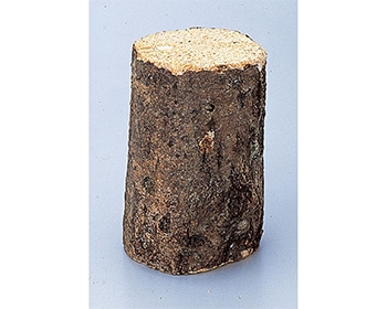 産卵木・朽ち木