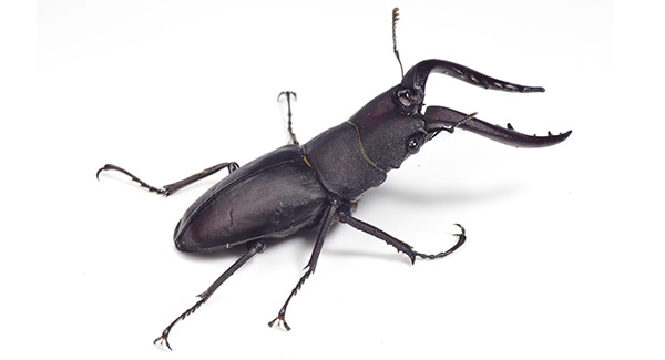 クワガタ
