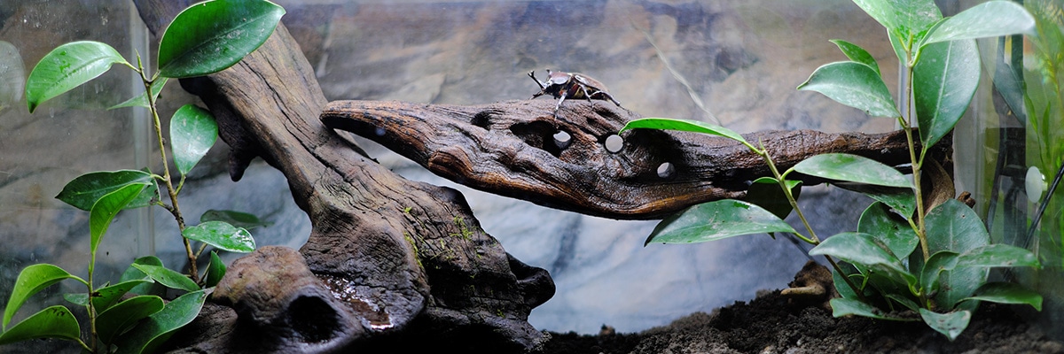 カブトムシを飼っているケースのイメージ