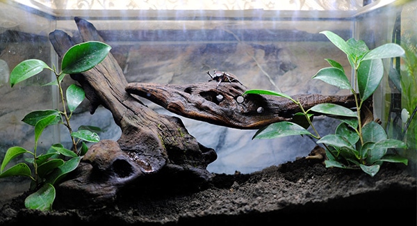 カブトムシを飼っているケースのイメージ