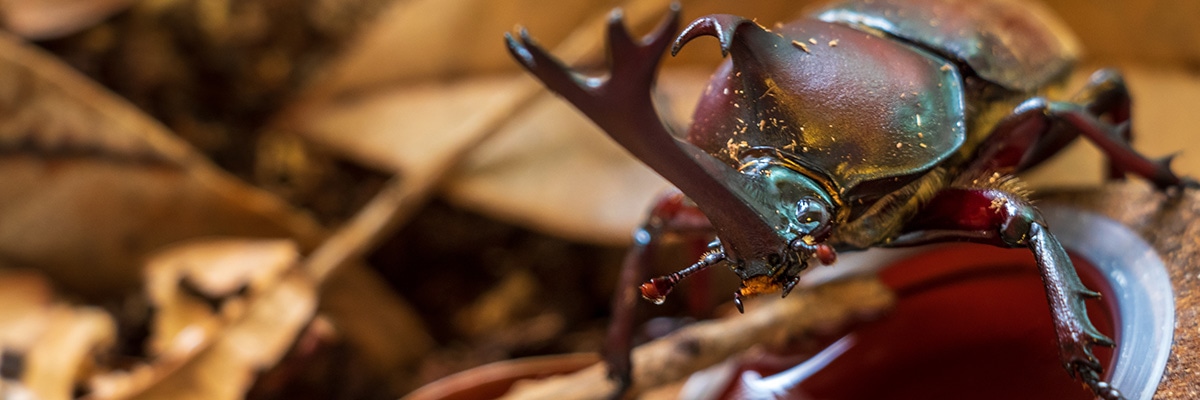 カブトムシがエサを食べてるイメージ。