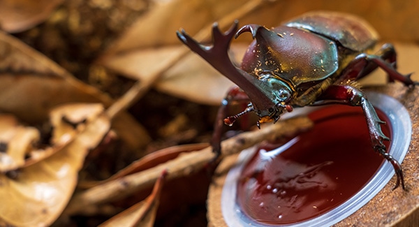 カブトムシがエサを食べてるイメージ。