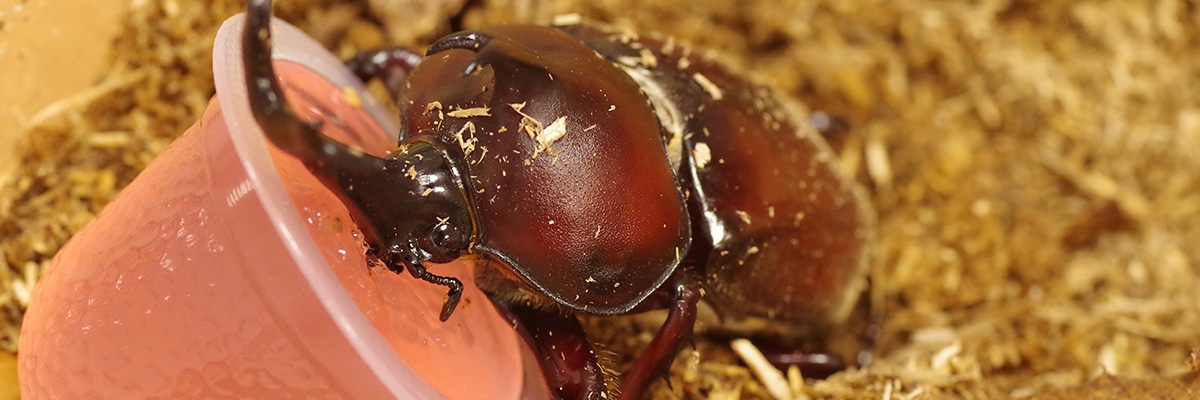 カブトムシがエサを食べてるイメージ。