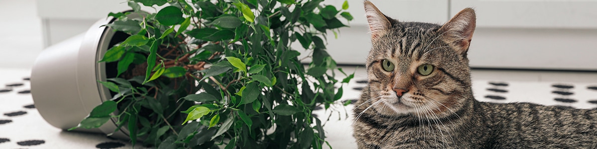 猫ちゃんのしつけ