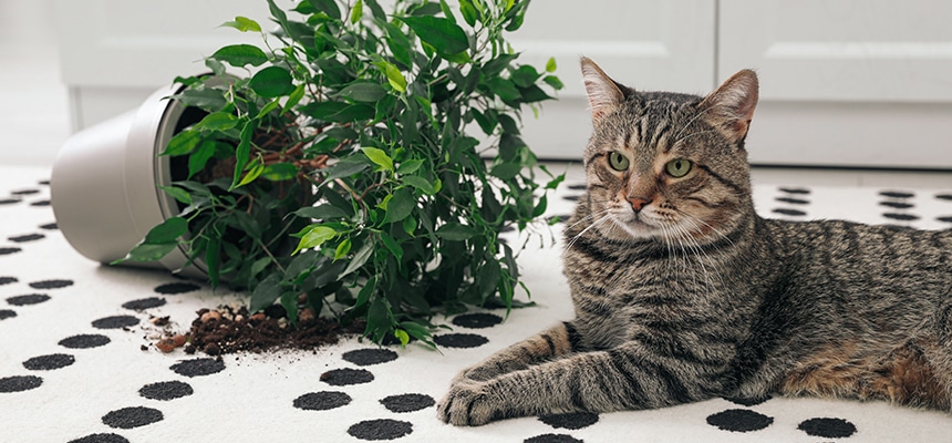 猫ちゃんのしつけ