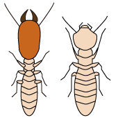 ヤマトシロアリ