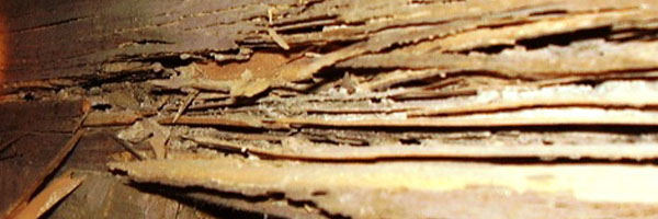 シロアリ・害虫駆除