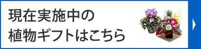 現在実施中の植物ギフトはこちら