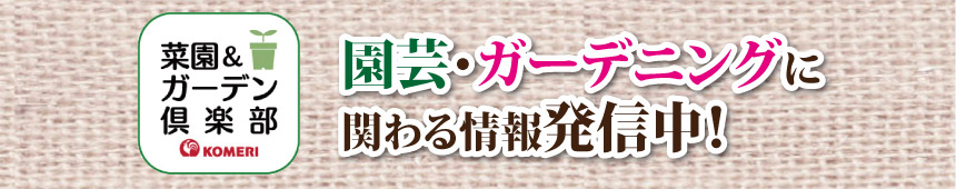 �؉����K�[�f����y��