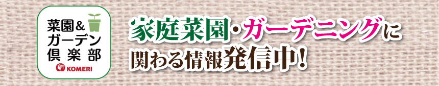 �؉����K�[�f����y��