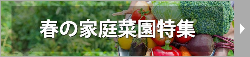 春の家庭菜園特集